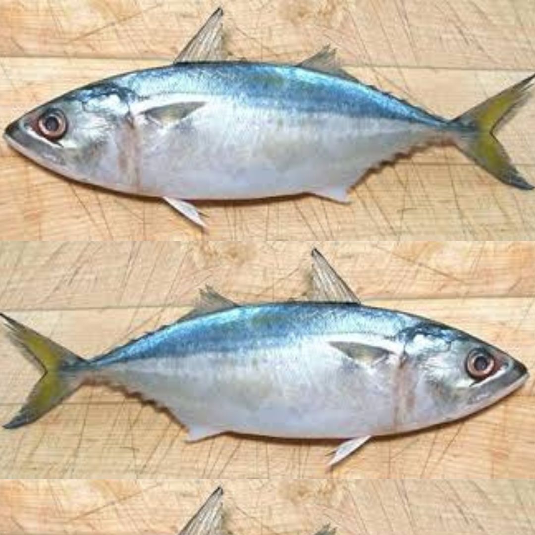 Indian Mackerel / Ayala 1KG