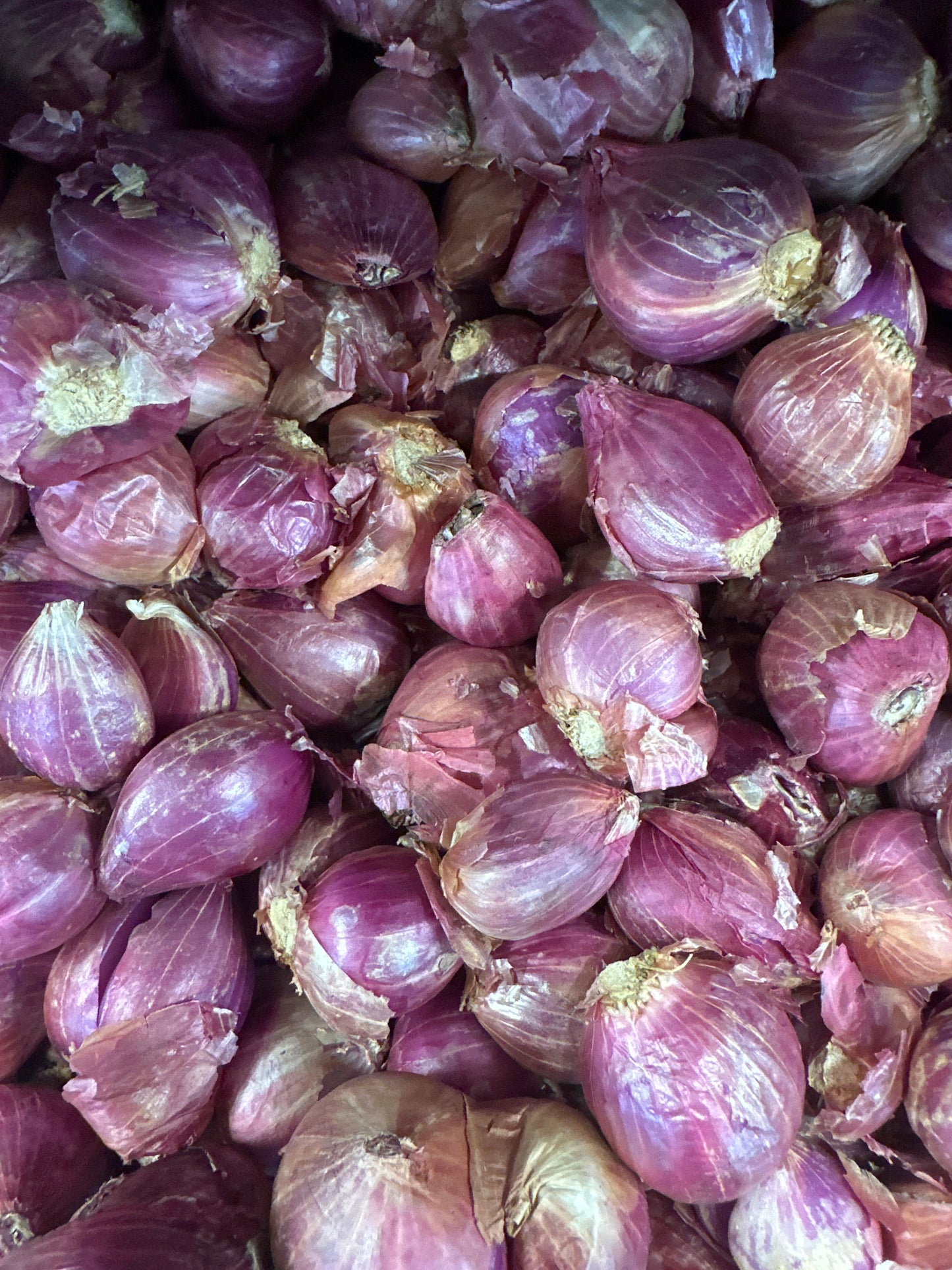 Shallot 1 kg