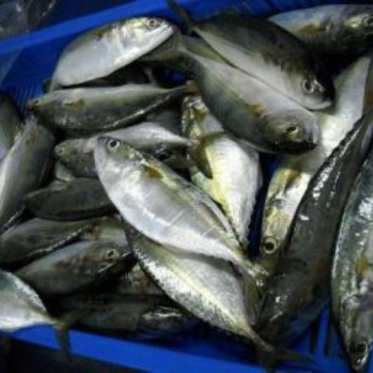 Indian Mackerel / Ayala 1KG