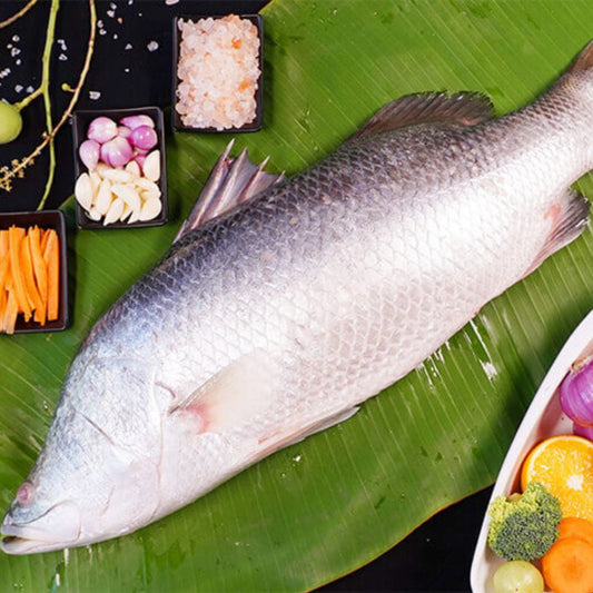 Seabass 6Kg box